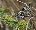 Melanargia_occitanica_pi2942