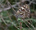 Melanargia_occitanica_pi2958