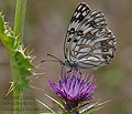 Melanargia_occitanica_pi2985