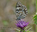 Melanargia_occitanica_pi3007