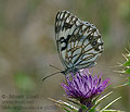 Melanargia_occitanica_pi3008