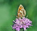 Melitaea_deione_dx0825