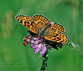 Melitaea_deione_dx0846