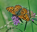 Melitaea_deione_dx0852