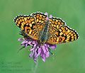 Melitaea_deione_dx0870