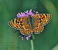 Melitaea_deione_dx0881