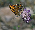 Melitaea_deione_pi5671