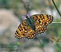 Melitaea_deione_pi5677