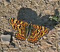 Melitaea_deione_pi6246