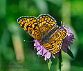 Melitaea_deione_pi6635