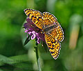 Melitaea_deione_pi6640