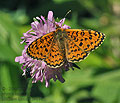 Melitaea_ignasiti_ji4996