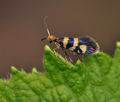 Micropterix_rothenbachii_br8241