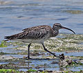 Numenius_phaeopus_pj7022