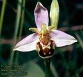 Ophrys_apifera_4869