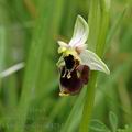 Ophrys_apifera_ak4254