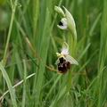 Ophrys_apifera_ak4259