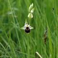 Ophrys_apifera_ak4272