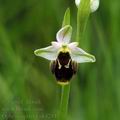Ophrys_apifera_ak4281