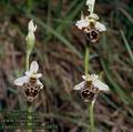 Ophrys_holosericea_4870
