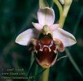 Ophrys_holosericea_4871