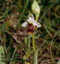 Ophrys_holosericea_4872