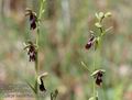 Ophrys_insectifera_11528