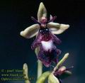 Ophrys_insectifera_4873
