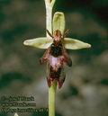 Ophrys_insectifera_4874