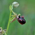 Ophrys_mammosa_ae3693
