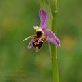 Ophrys_oestrifera_ae2641