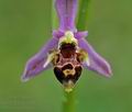 Ophrys_oestrifera_ae2644