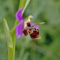 Ophrys_oestrifera_ae5806