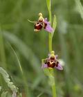 Ophrys_oestrifera_ae5816