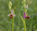 Ophrys_oestrifera_ae5823