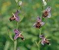 Ophrys_oestrifera_ae6118