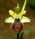 Ophrys_sphecodes_4153
