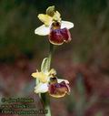 Ophrys_sphecodes_4875