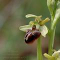 Ophrys_sphegodes_ae3202