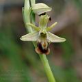 Ophrys_sphegodes_ae3208