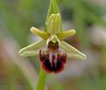 Ophrys_sphegodes_ae3211