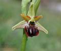 Ophrys_sphegodes_dc7992
