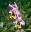 Ophrys_tenthredinifera_4460