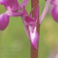 Orchis_laxiflora_ae3358