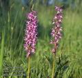 Orchis_mascula_9021