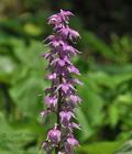 Orchis_mascula_br6827