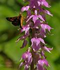 Orchis_mascula_br6842