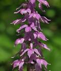Orchis_mascula_br6843
