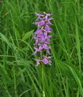Orchis_mascula_br8401