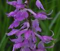 Orchis_mascula_br8407